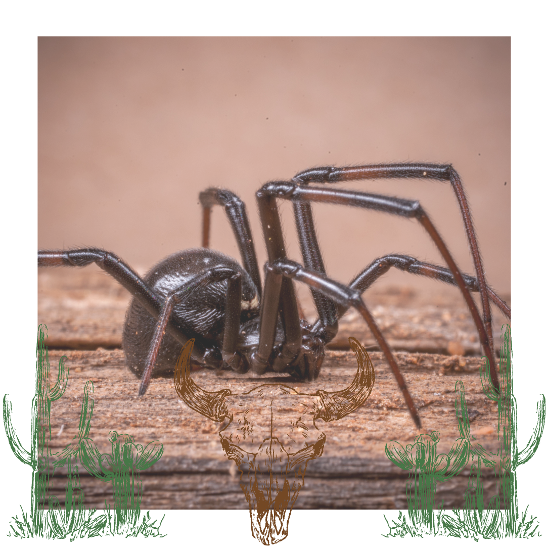 Close up of a spider treated by Property Pest Control